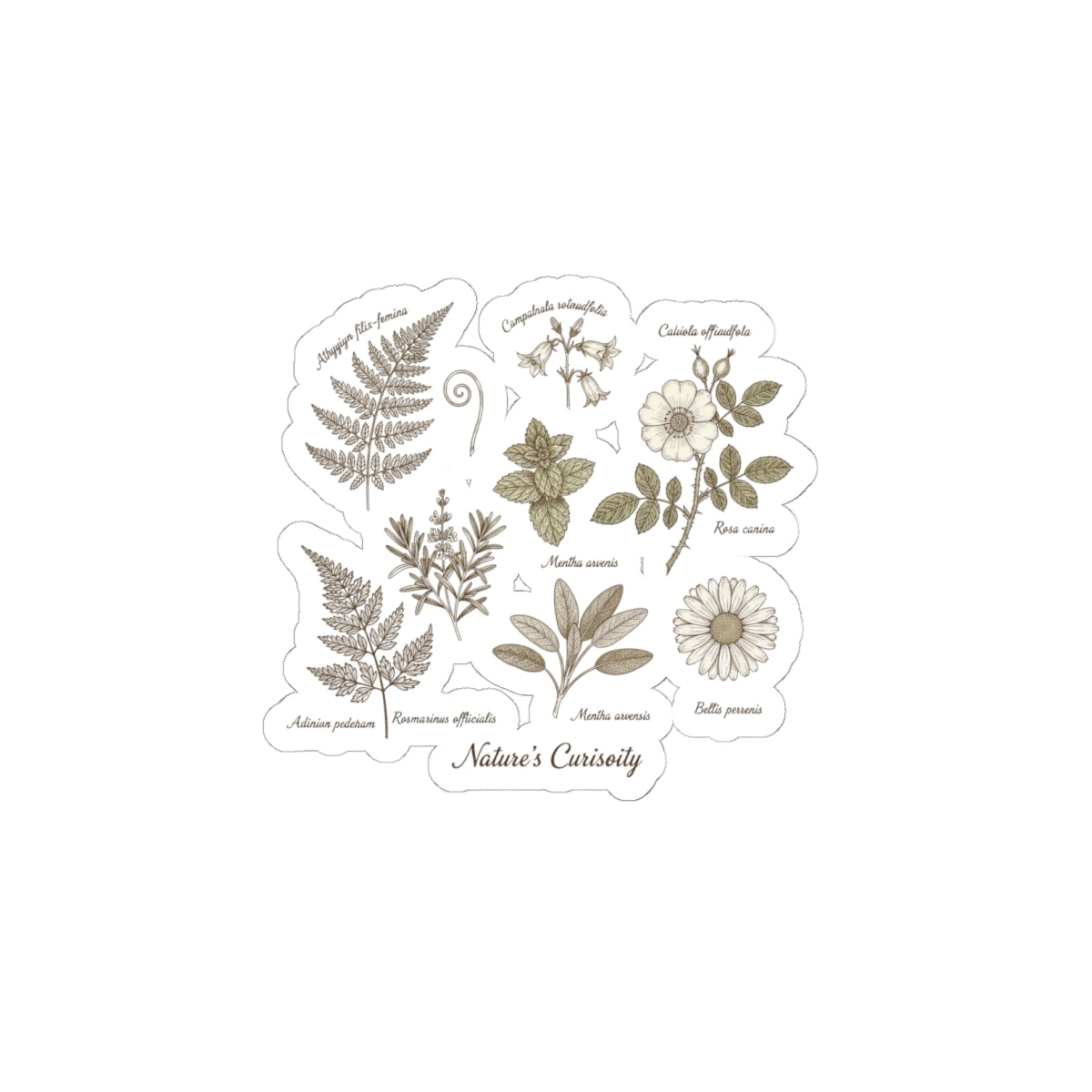 Botanical Anatomy Sticker | vintage plant diagram, scientific nature art